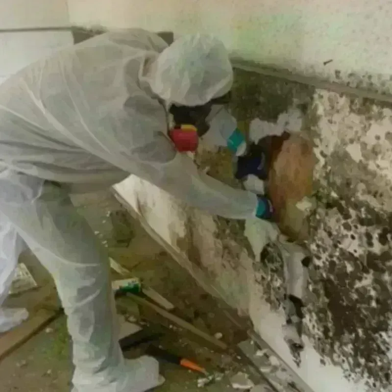 Mold Remediation and Removal in Continental, OH